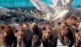 江苏动物园爆料案件最新,惊现动物虐待黑幕，真相令人震惊！